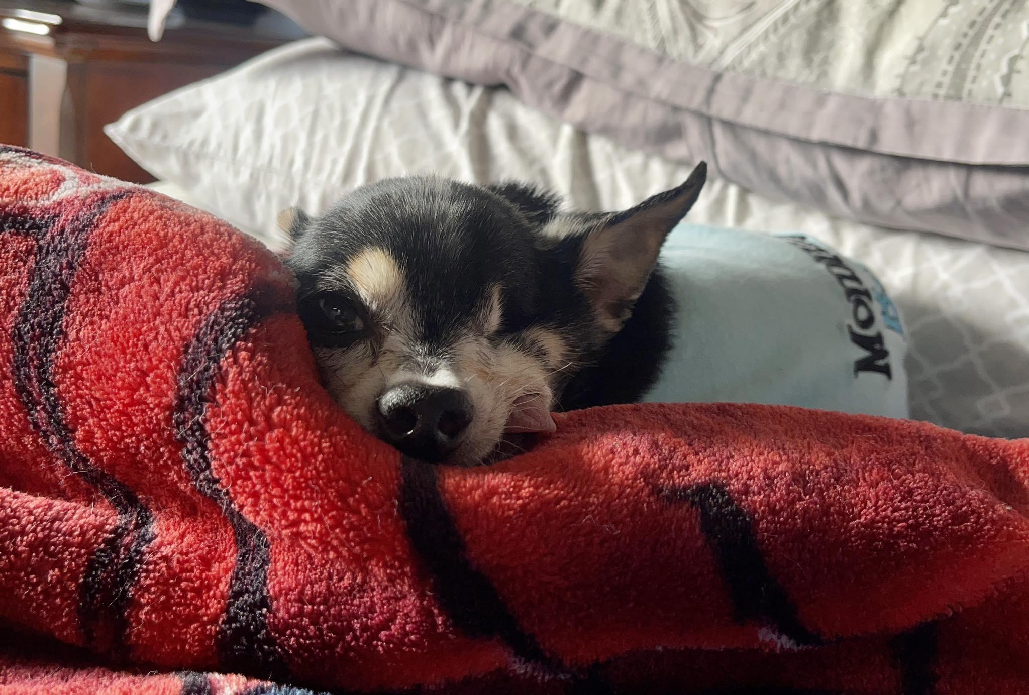 Pepe, adopted, Senior Male Chihuahua.