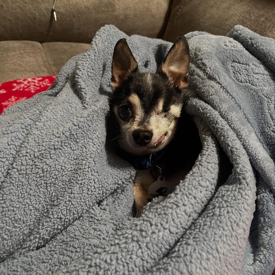 Pepe, a Adoptable Chihuahua in Livermore, CA image 4/6