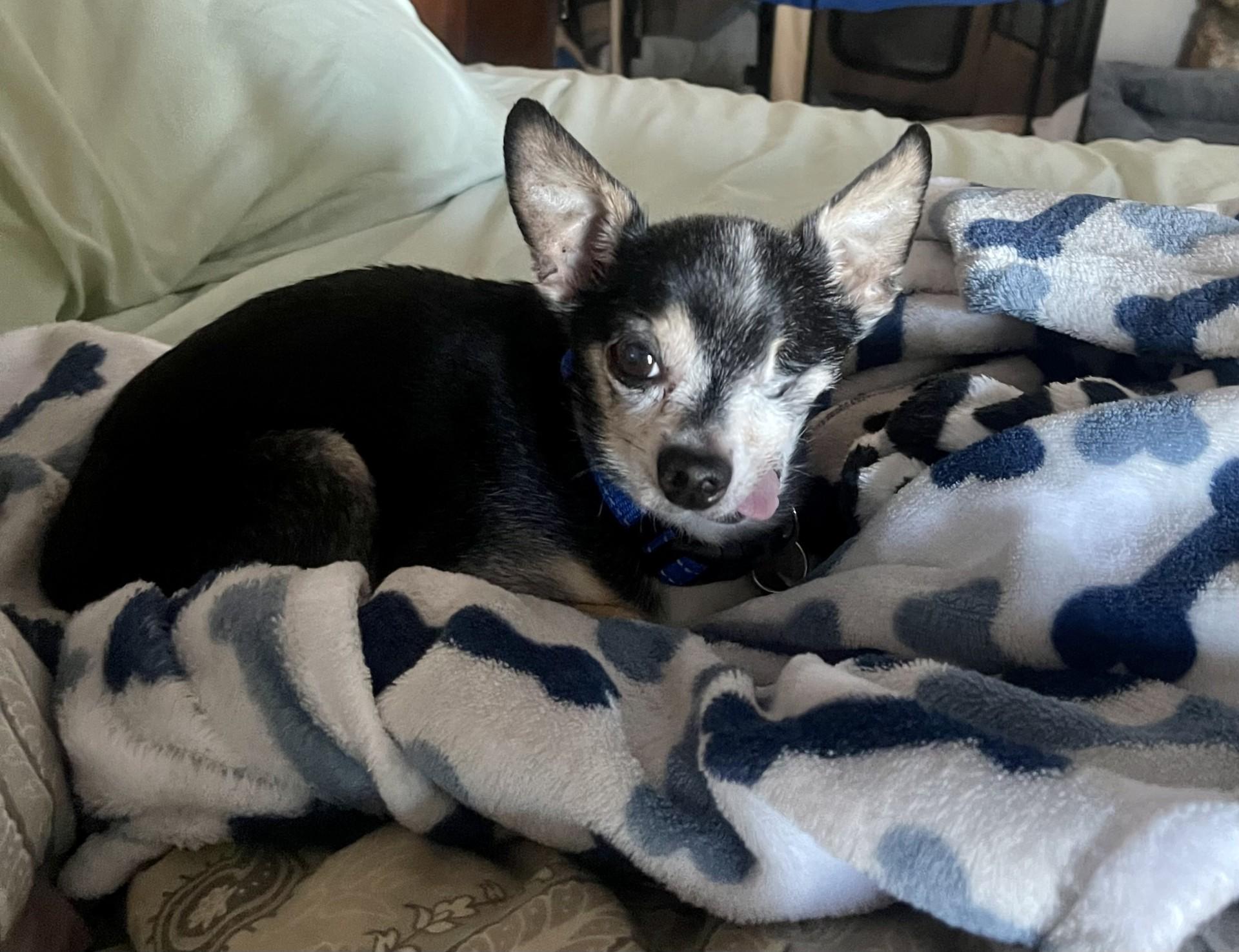 Pepe, a Adoptable Chihuahua in Livermore, CA image 5/6