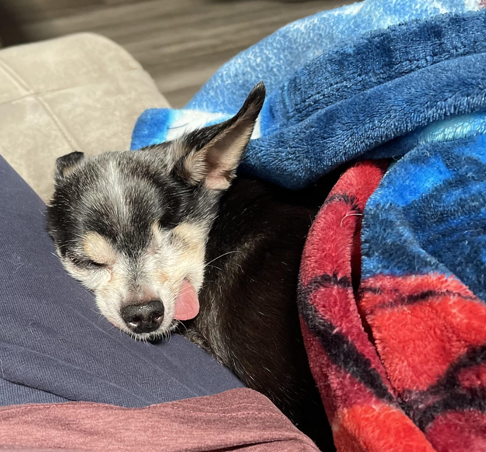 Pepe, a Adoptable Chihuahua in Livermore, CA image 6/6
