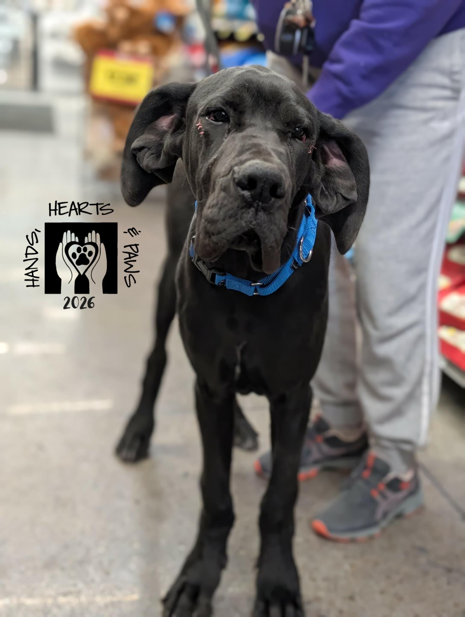 Enlarge Techno, a ADOPTABLE Great Dane in Omaha, NE image 2/2