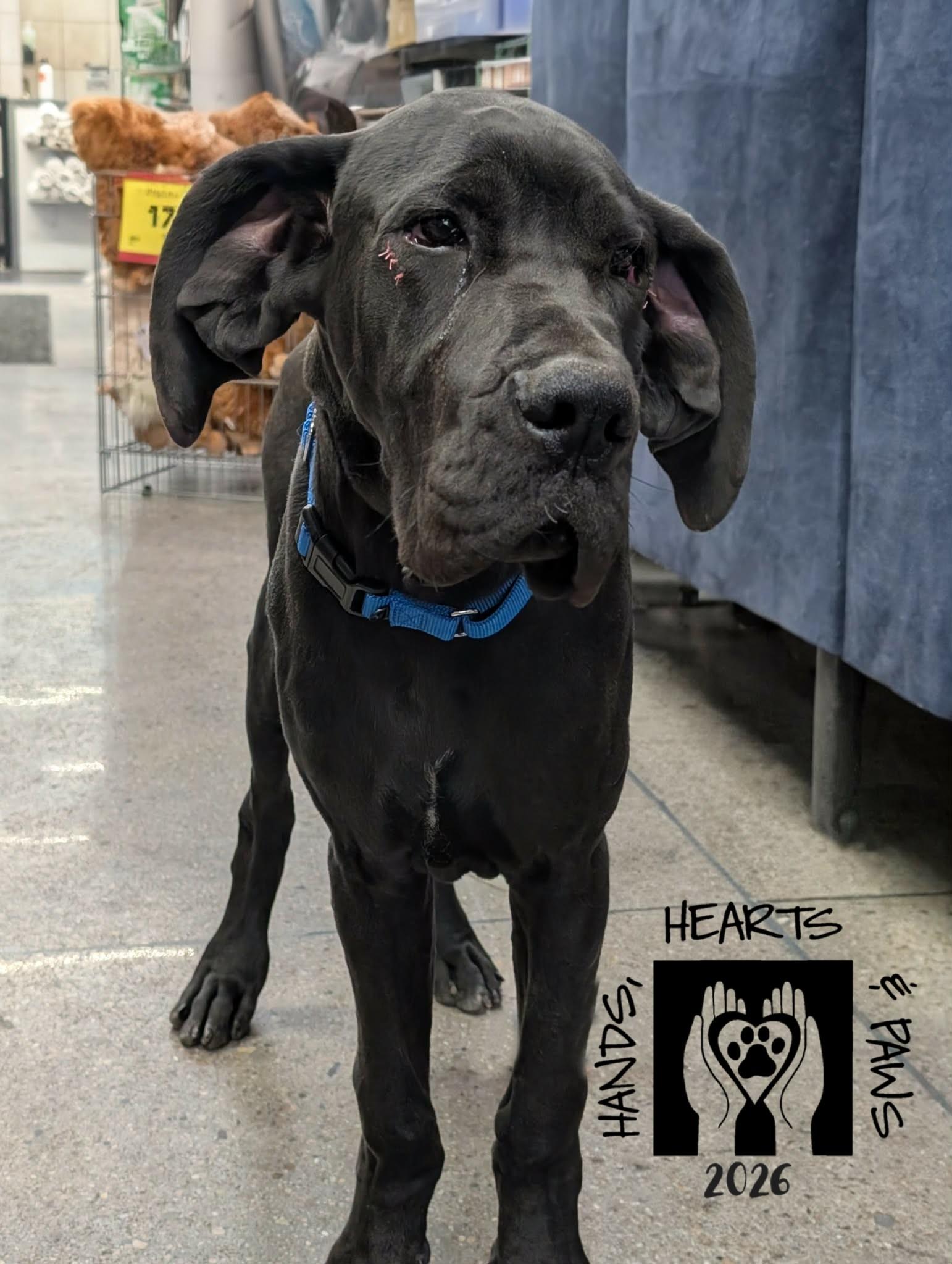 Enlarge Techno, a ADOPTABLE Great Dane in Omaha, NE image 1/2