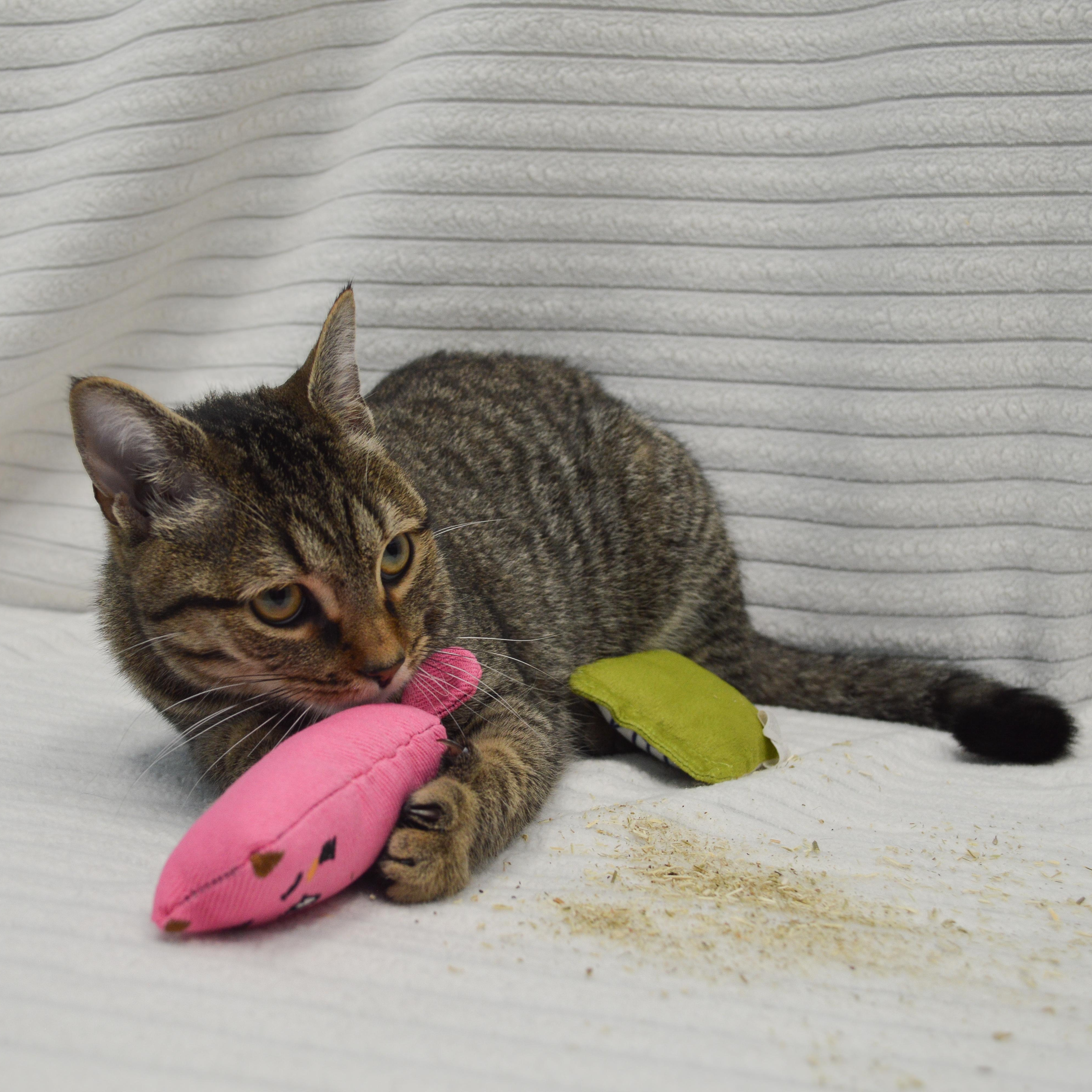 Moxie, a Adoptable Domestic Short Hair in Bear, DE image 3/3