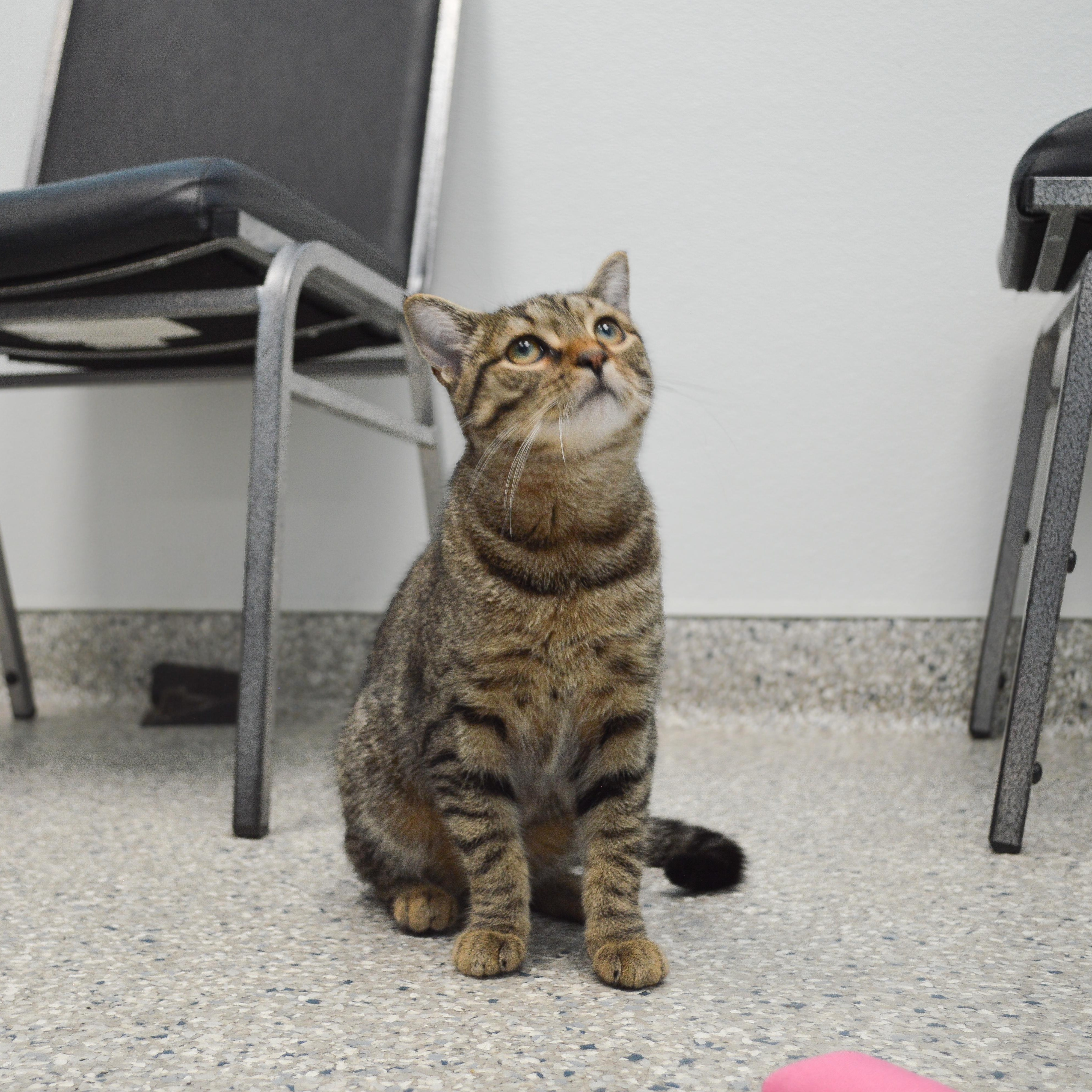 Moxie, a Adoptable Domestic Short Hair in Bear, DE image 2/3