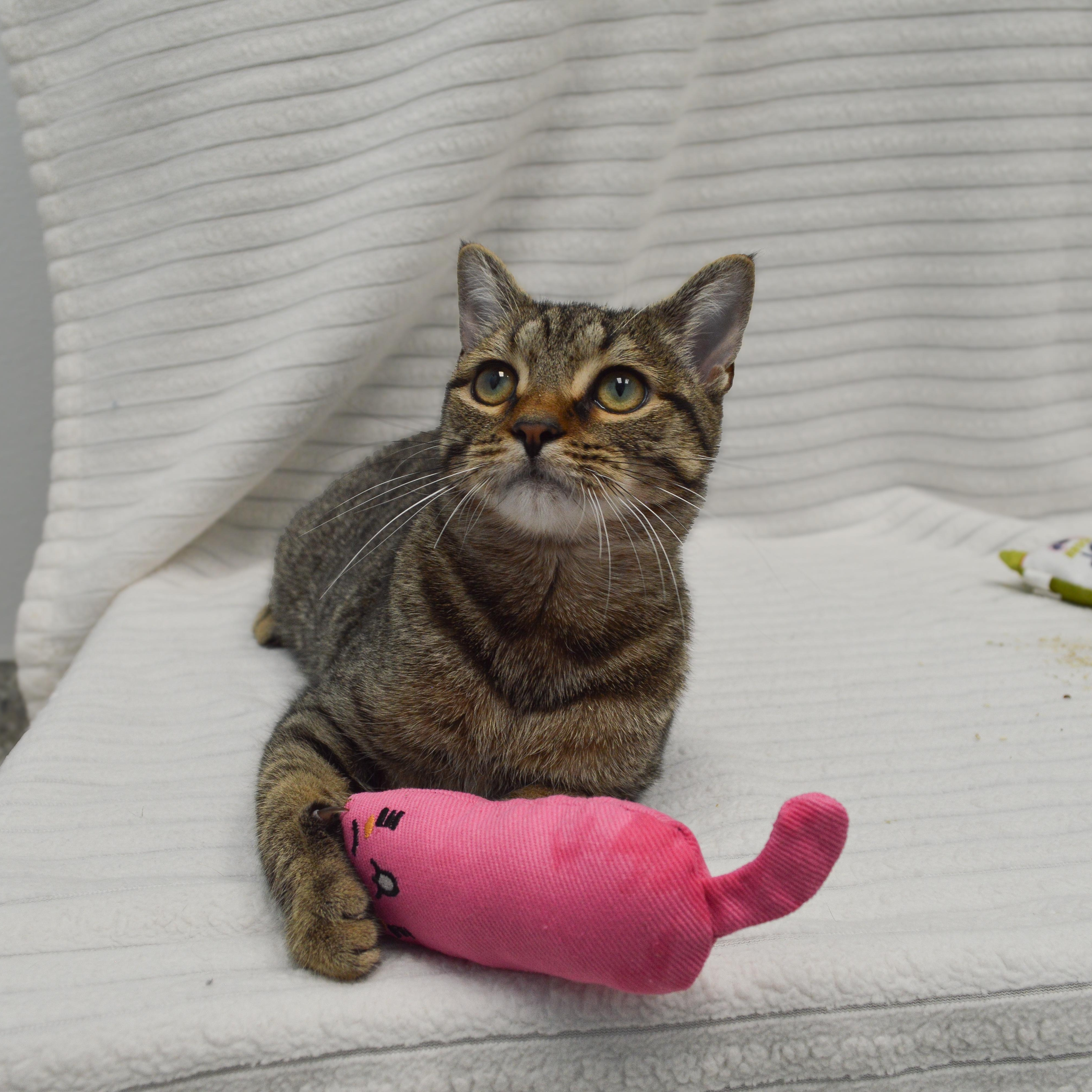 Moxie, a Adoptable Domestic Short Hair in Bear, DE image 1/3