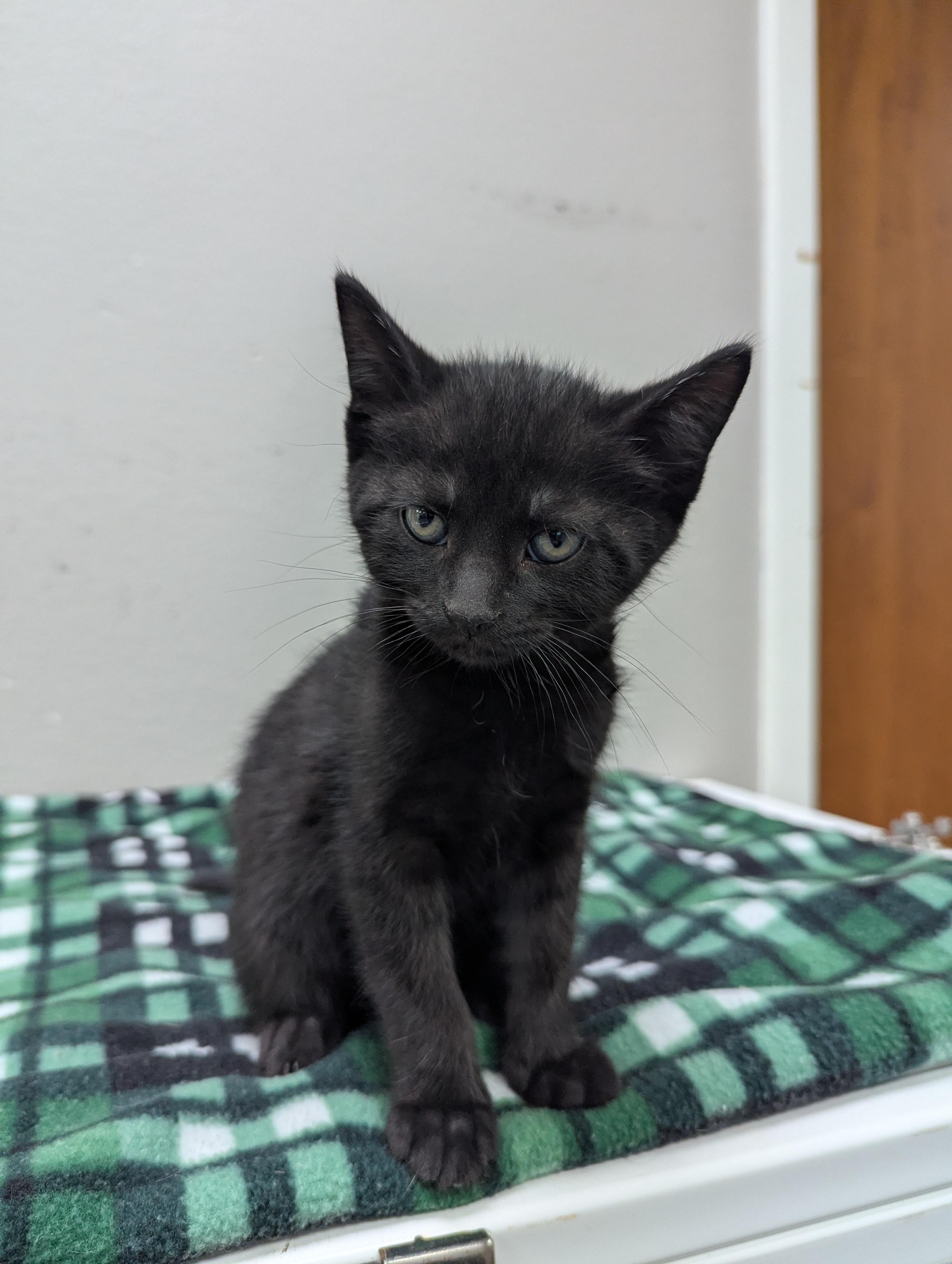 Jax, adopted, Kitten Male Domestic Short Hair.