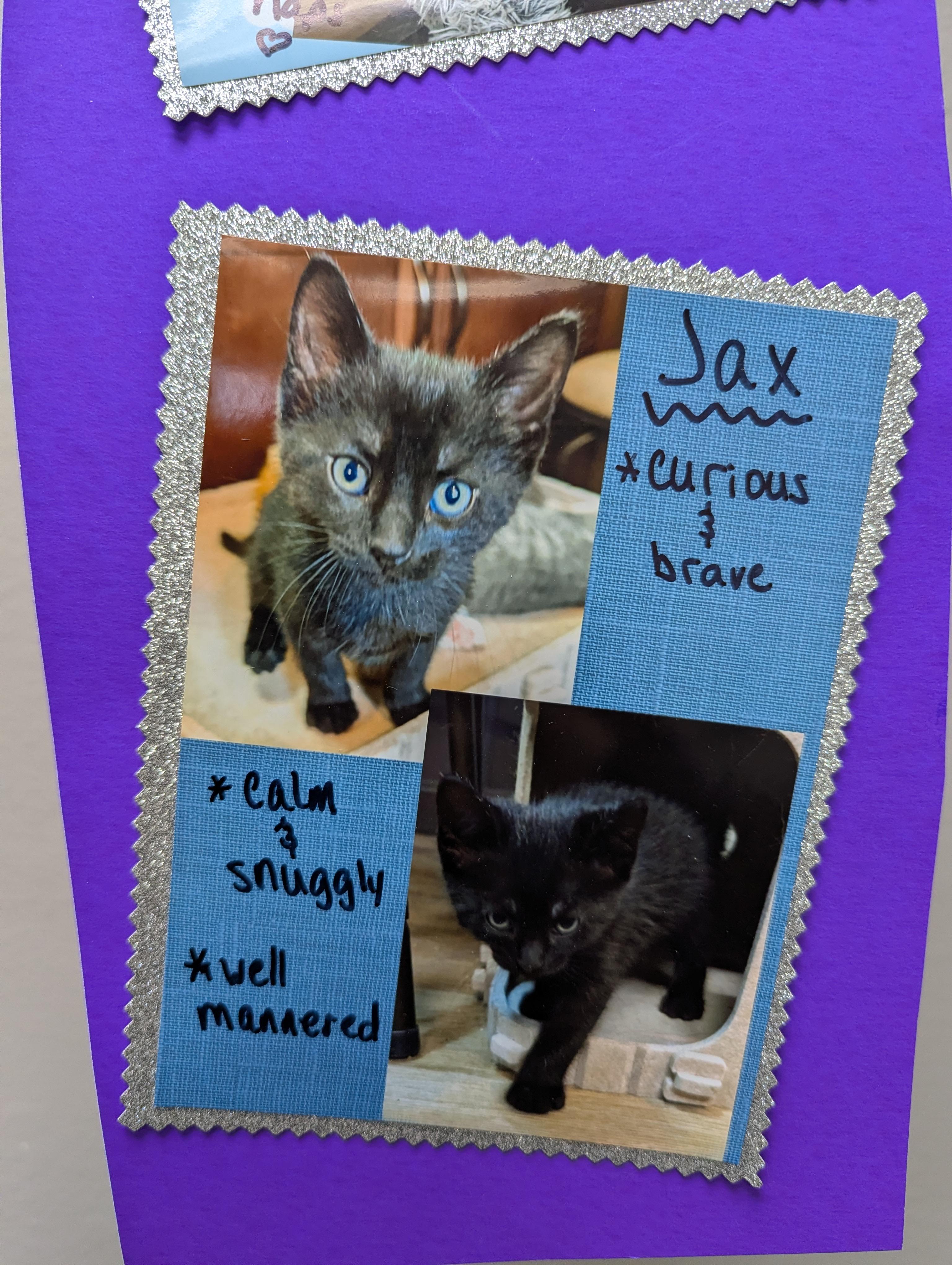 Enlarge Jax, an adopted Domestic Short Hair in Oconto, WI image 2/2