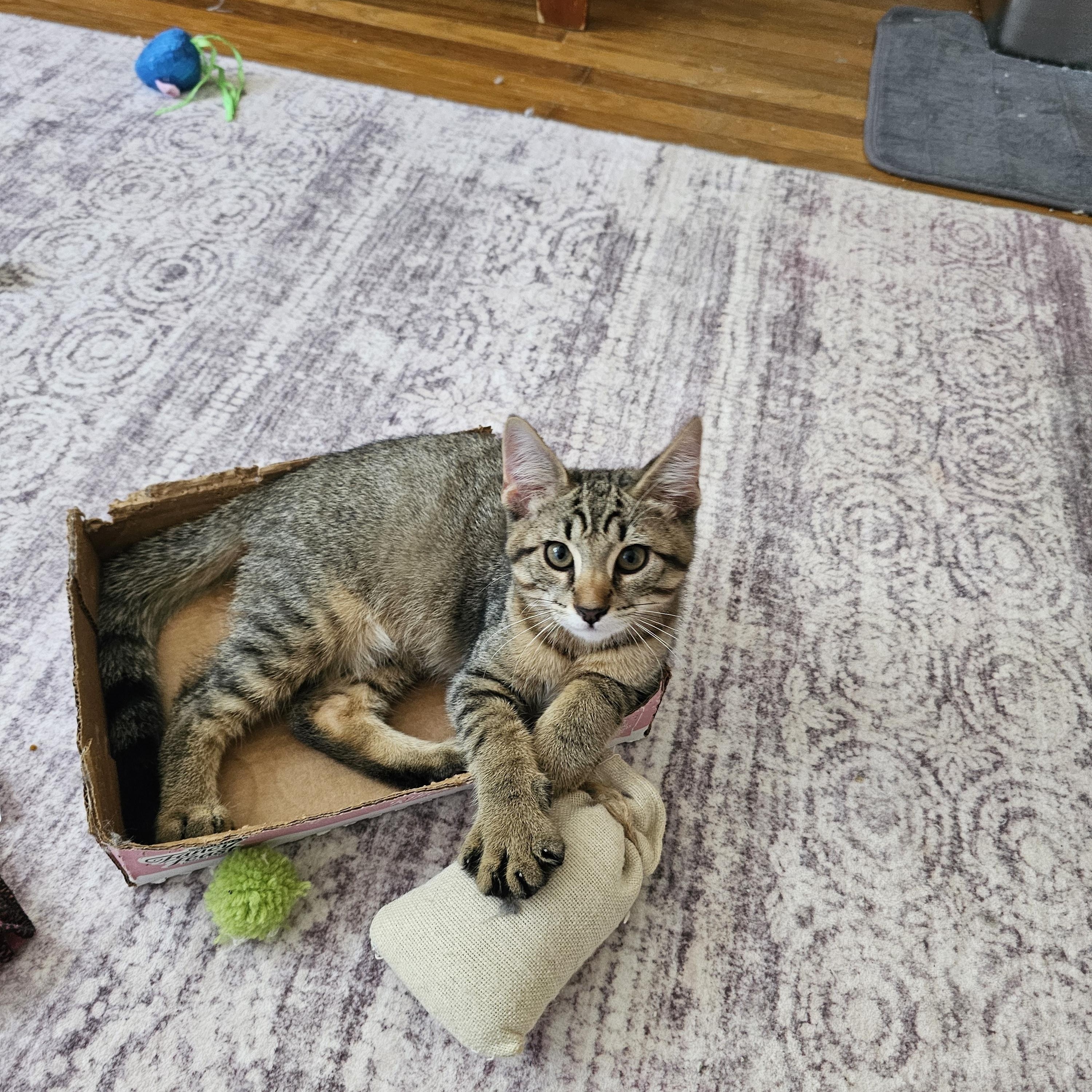 Enlarge Chip, an adopted Domestic Short Hair in Sewell, NJ image 3/3