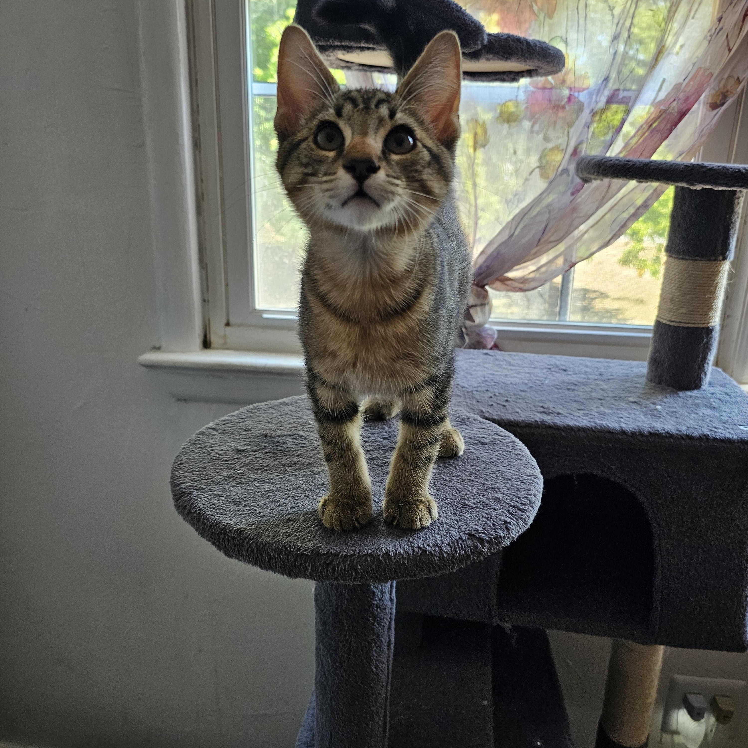 Chip, adopted, Kitten Male Domestic Short Hair.