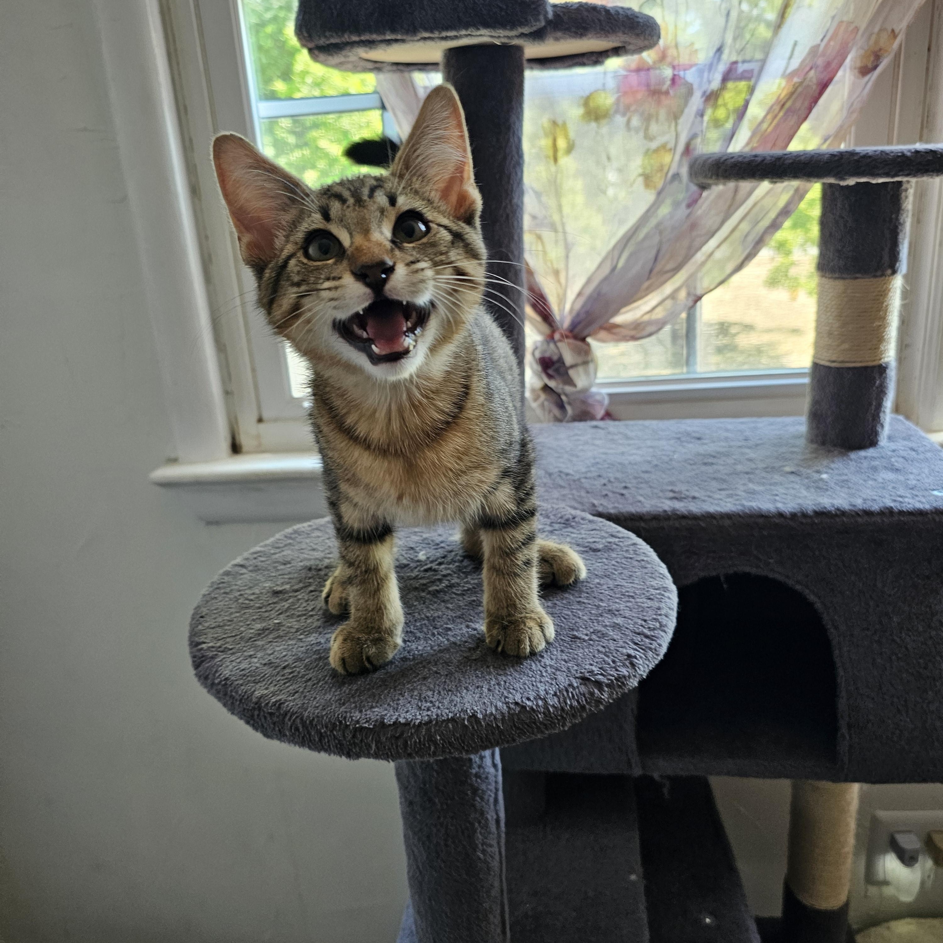Enlarge Chip, an adopted Domestic Short Hair in Sewell, NJ image 2/3