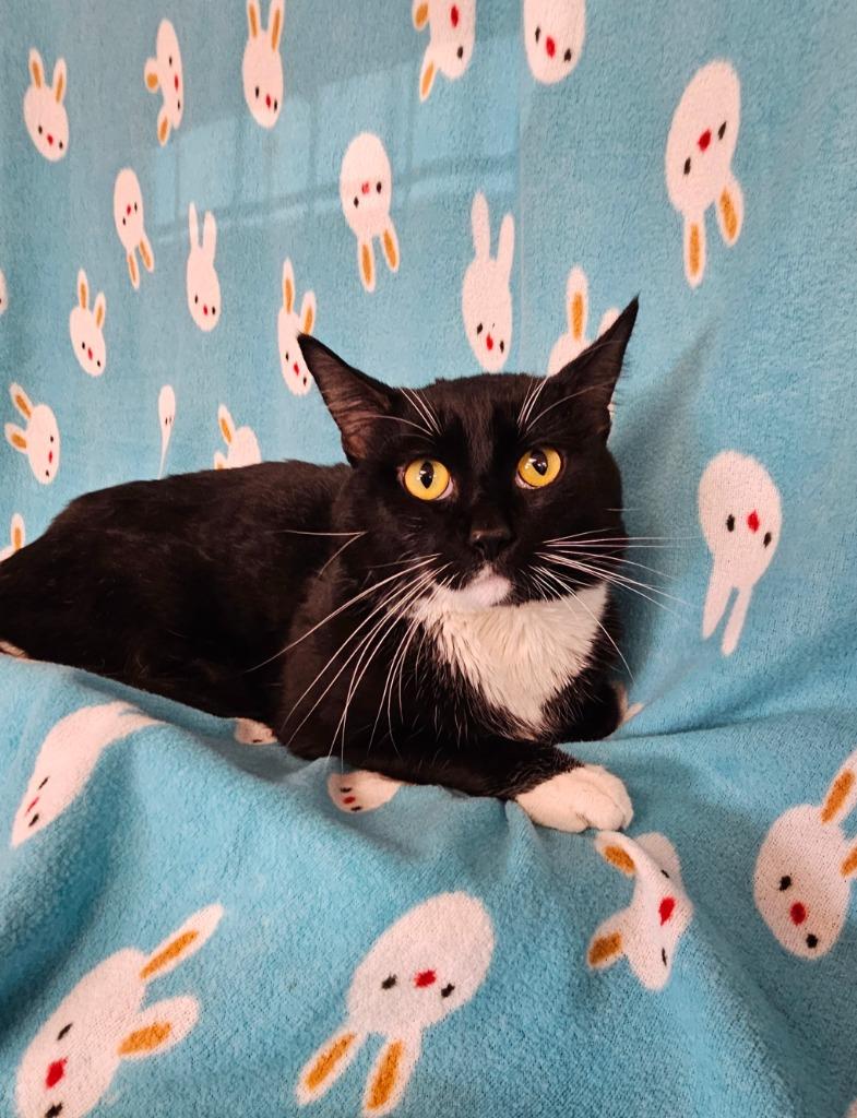 Enlarge Sylvester, a Adoptable mixed breed in Wabash, IN image 1/2