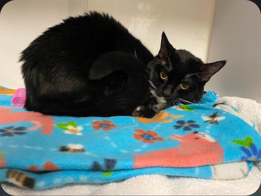 Enlarge Sylvester, a Adoptable mixed breed in Wabash, IN image 2/2