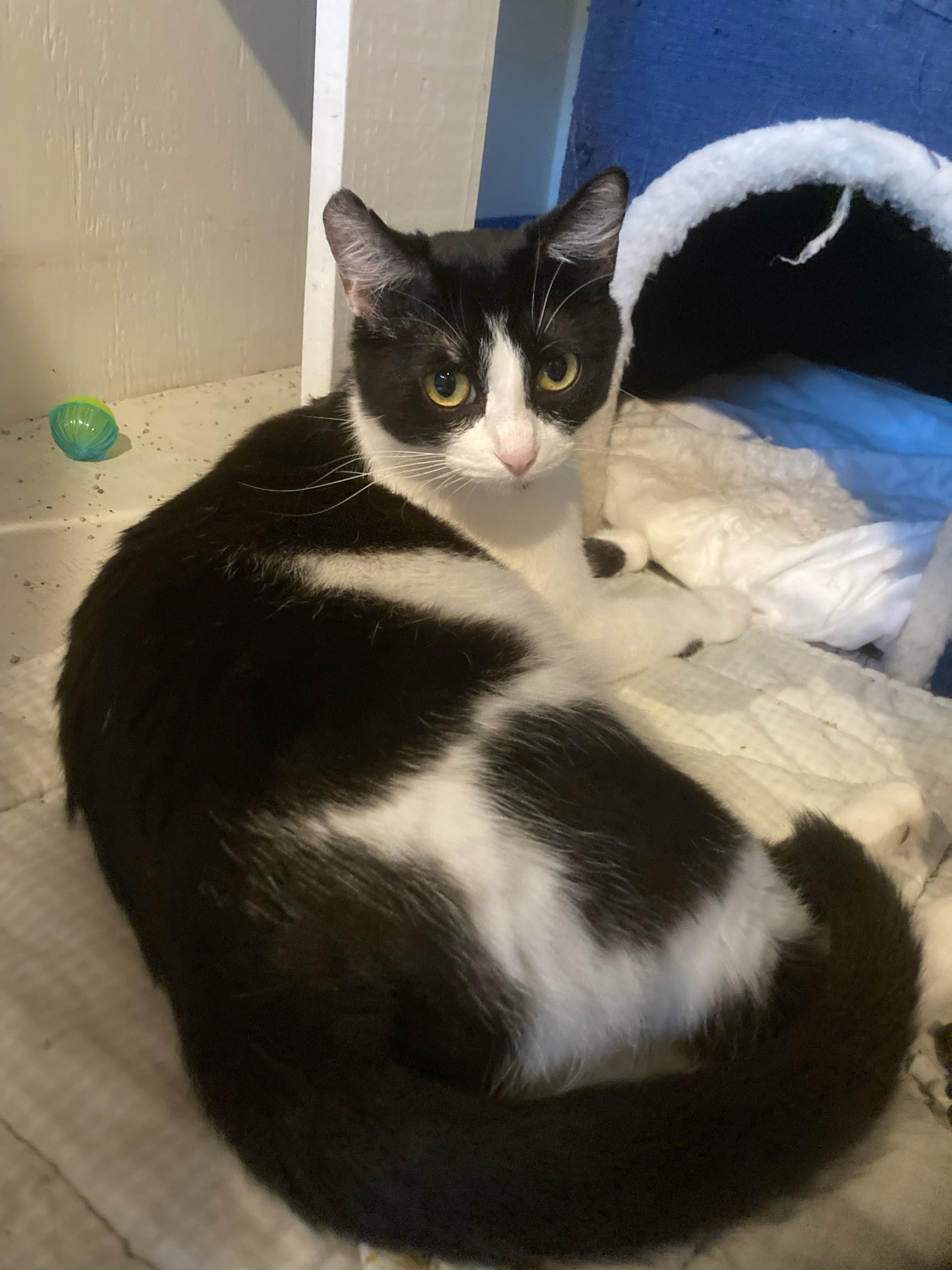 Taylor, Adoptable, Young Female Domestic Short Hair.