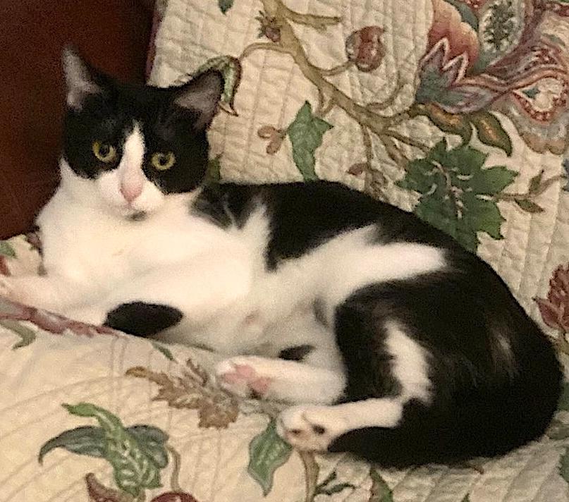 Taylor, a Adoptable Domestic Short Hair in Murfreesboro, TN image 2/3