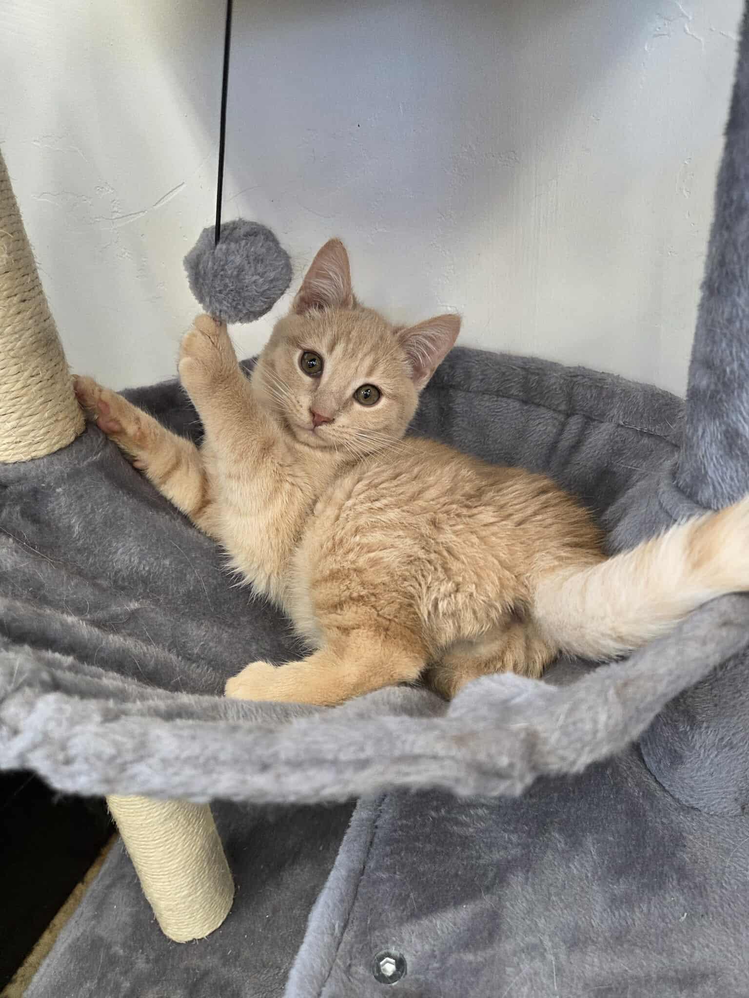 Mead, ADOPTABLE, Young Male Domestic Short Hair.