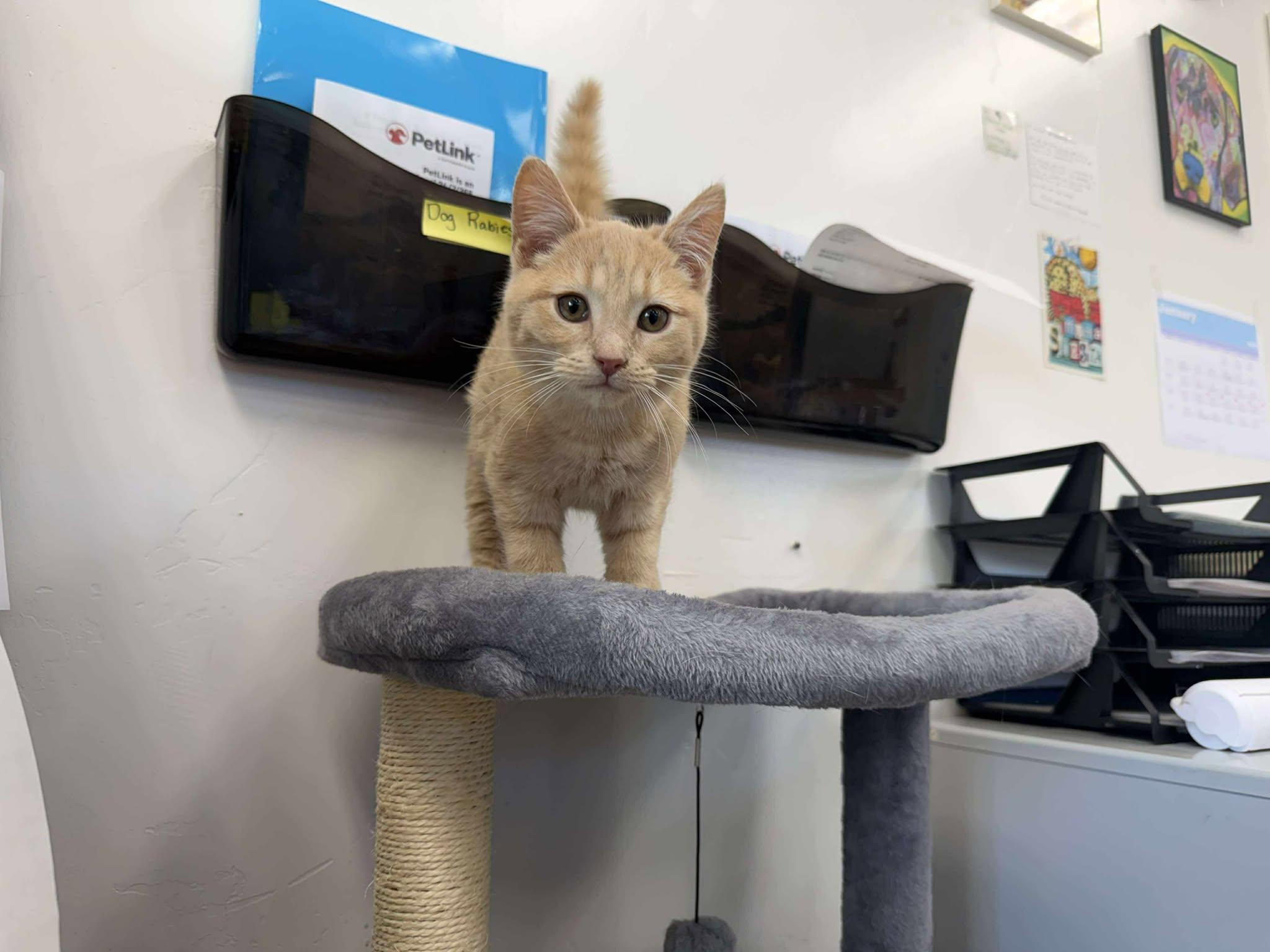 Mead, a ADOPTABLE Domestic Short Hair in Roosevelt, UT image 3/3