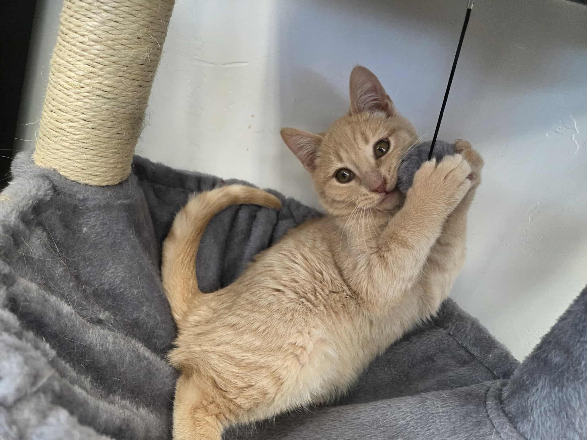 Mead, a ADOPTABLE Domestic Short Hair in Roosevelt, UT image 2/3