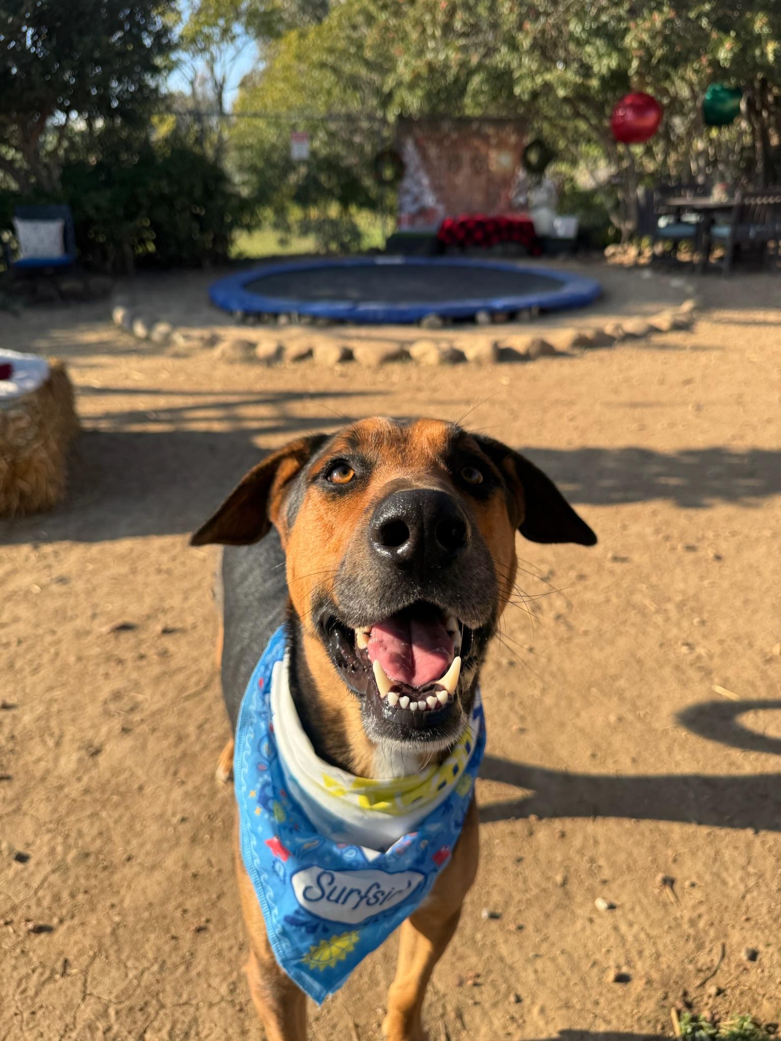 Enlarge Travis, a Adoptable Doberman Pinscher in Burbank , CA image 4/5