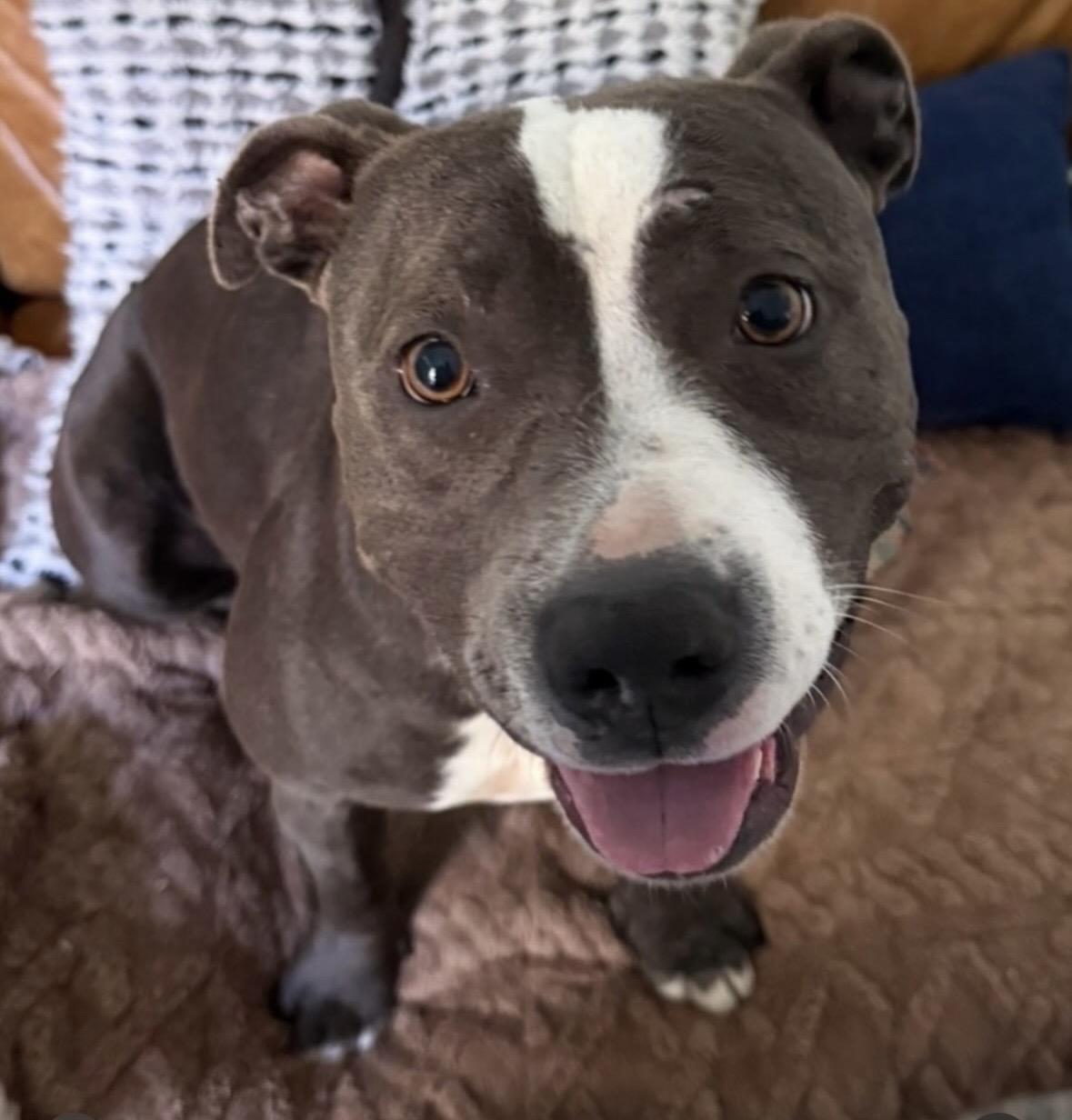 Enlarge Coco, a Adoptable Pit Bull Terrier in Hayward, CA image 5/5