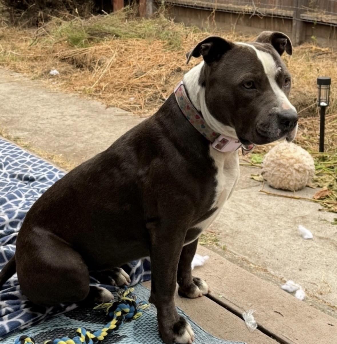 Enlarge Coco, a Adoptable Pit Bull Terrier in Hayward, CA image 2/5