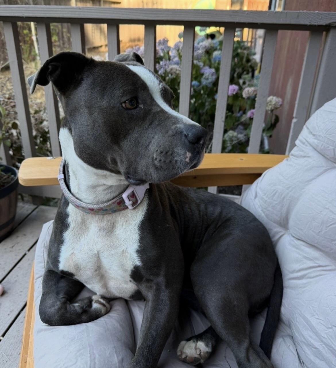 Coco, Adoptable, Young Female Pit Bull Terrier.