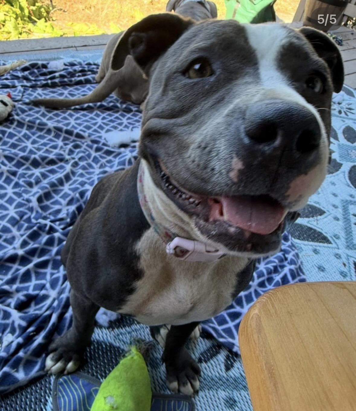 Enlarge Coco, a Adoptable Pit Bull Terrier in Hayward, CA image 4/5