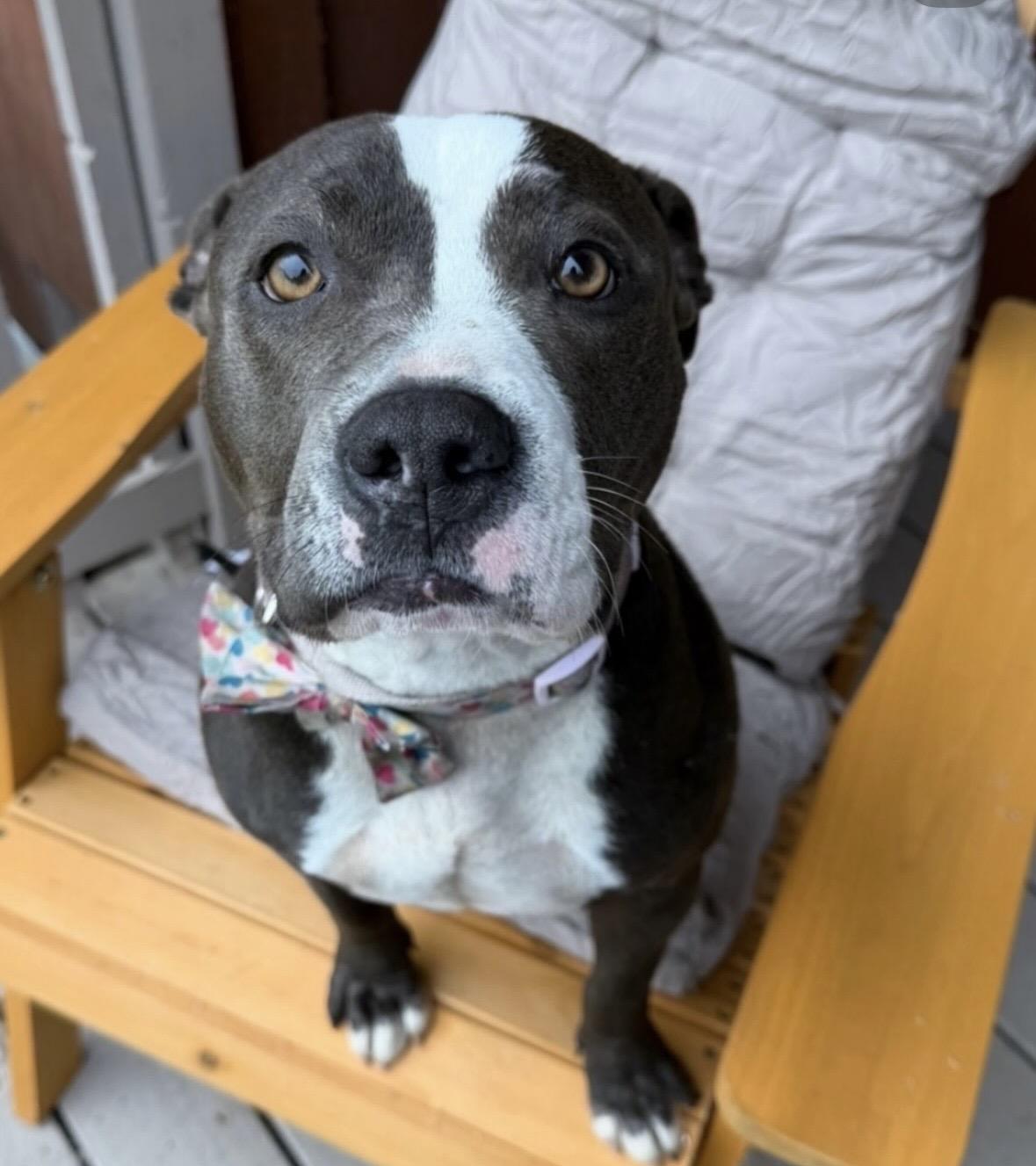 Enlarge Coco, a Adoptable Pit Bull Terrier in Hayward, CA image 3/5
