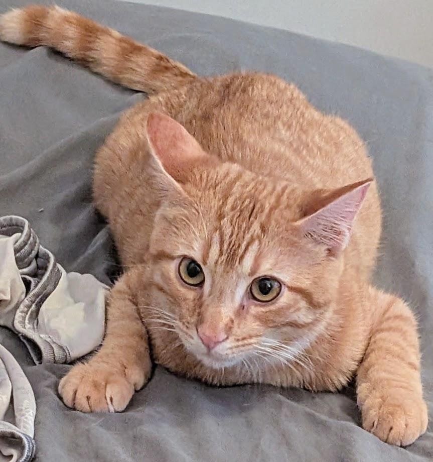 Enlarge Sunset, a Adoptable mixed breed in Norwood, OH image 1/2