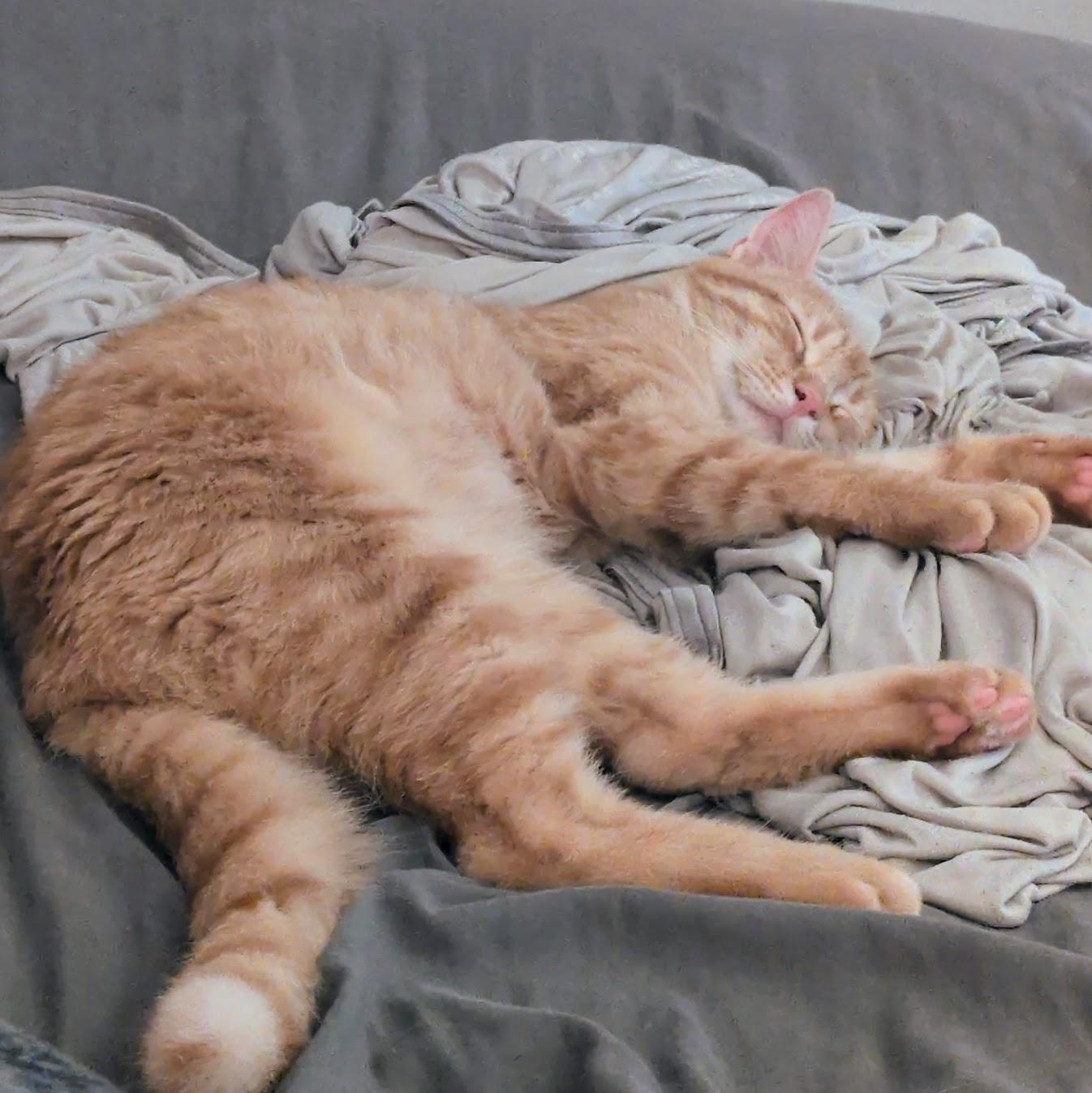 Enlarge Sunset, a Adoptable mixed breed in Norwood, OH image 2/2