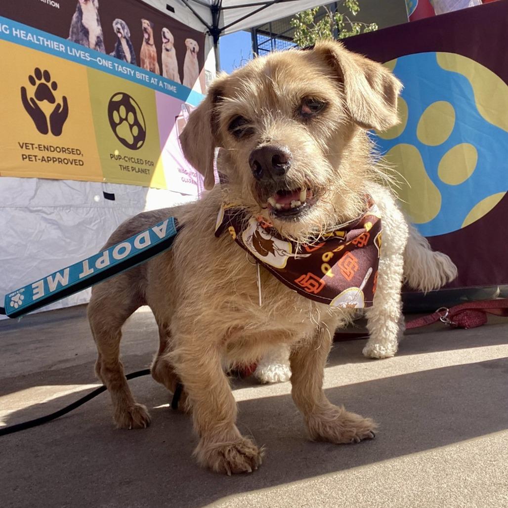 Enlarge Popcorn, a Adoptable Terrier in Ramona, CA image 1/6