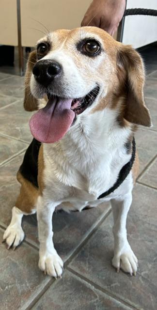 Enlarge Lulu, a Adopted Beagle in Canoga Park, CA image 2/4