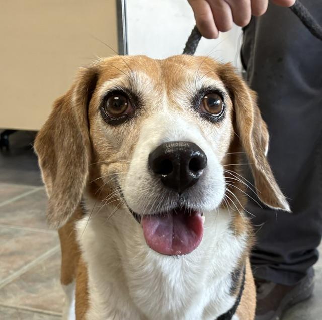 Lulu, Adopted, Adult Female Beagle.