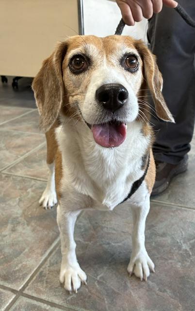 Enlarge Lulu, a Adopted Beagle in Canoga Park, CA image 4/4