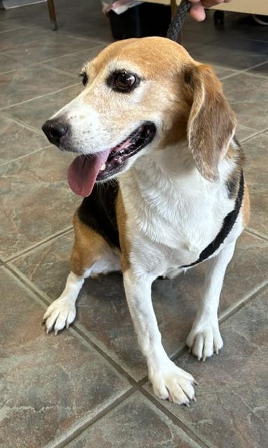 Enlarge Lulu, a Adopted Beagle in Canoga Park, CA image 3/4