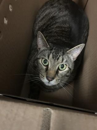 Otter, Adoptable, Adult Male Domestic Short Hair.