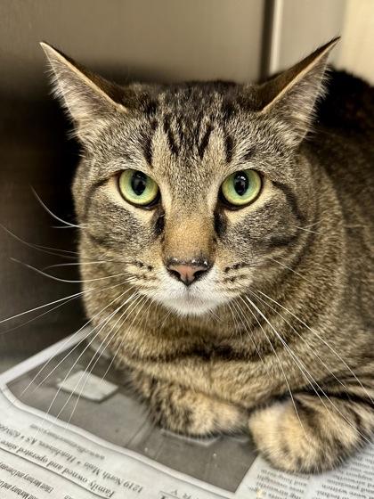 Enlarge Otter, a Adoptable mixed breed in Wichita, KS image 2/3