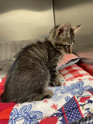 Enlarge Otter, a Adoptable mixed breed in Wichita, KS image 3/3