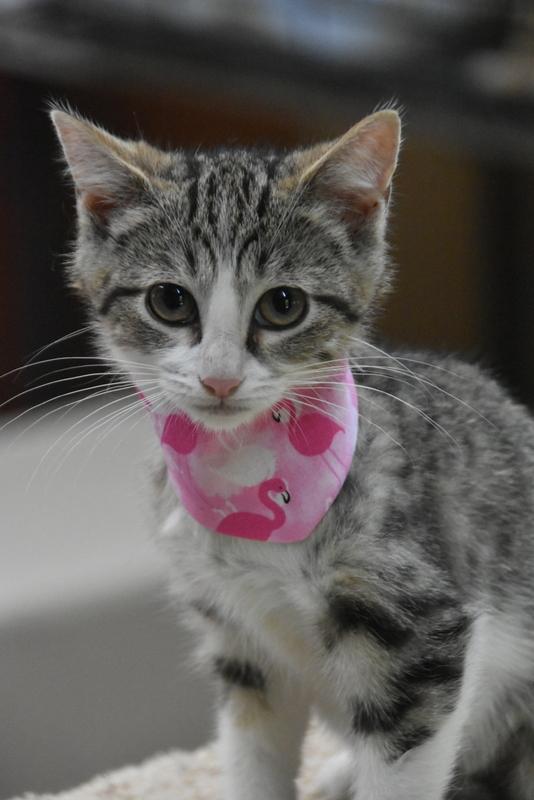 Mina (Lisa-Fostered in New England), Baby Male unknown