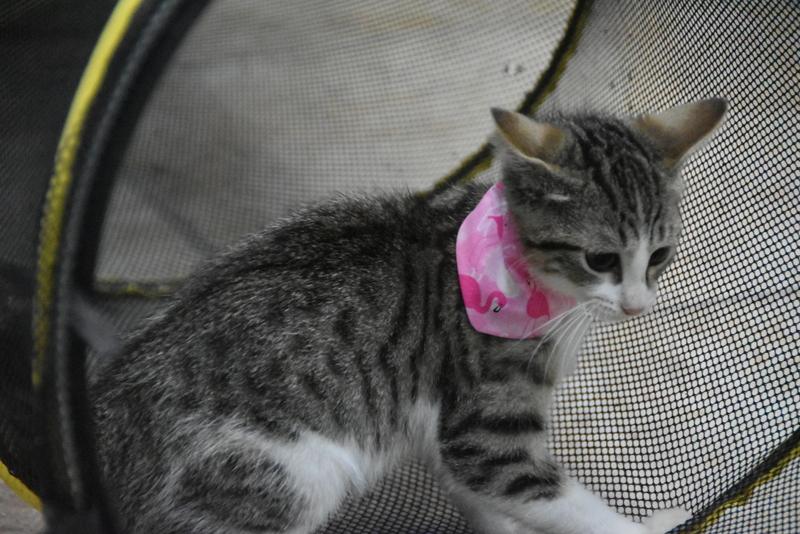 Mina (Lisa-Fostered in New England) photo 5