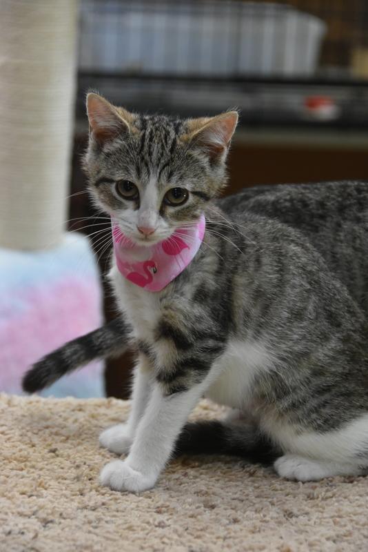 Mina (Lisa-Fostered in New England) photo 3