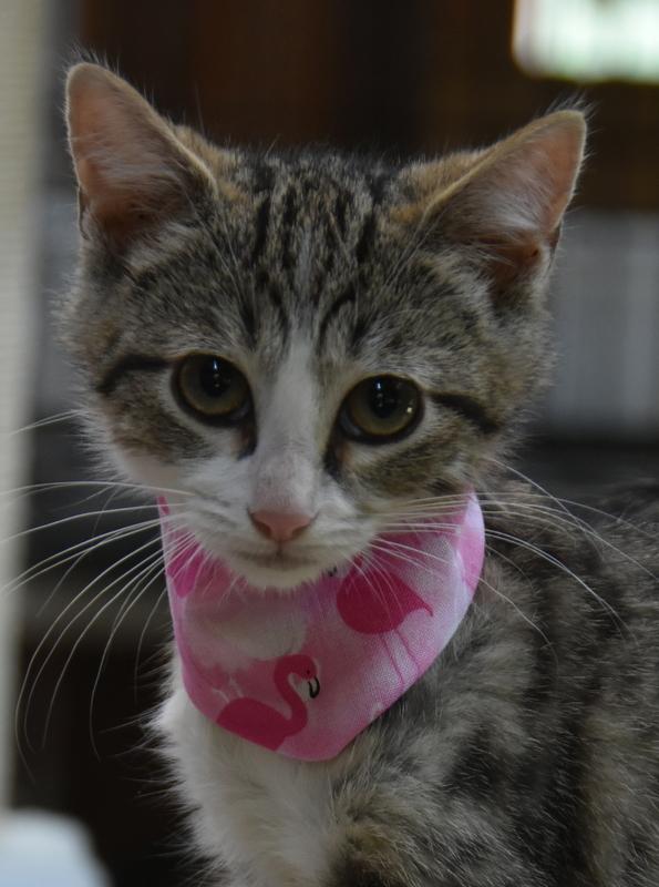Mina (Lisa-Fostered in New England) photo 2
