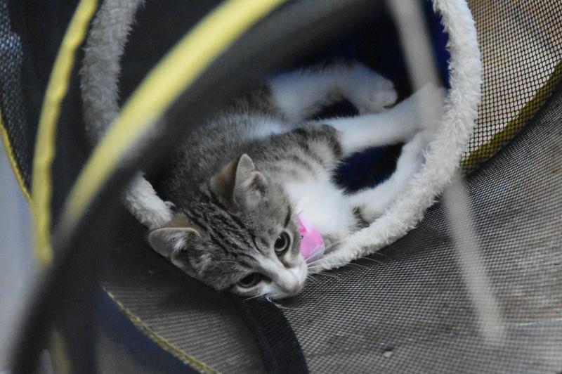 Mina (Lisa-Fostered in New England) photo 4