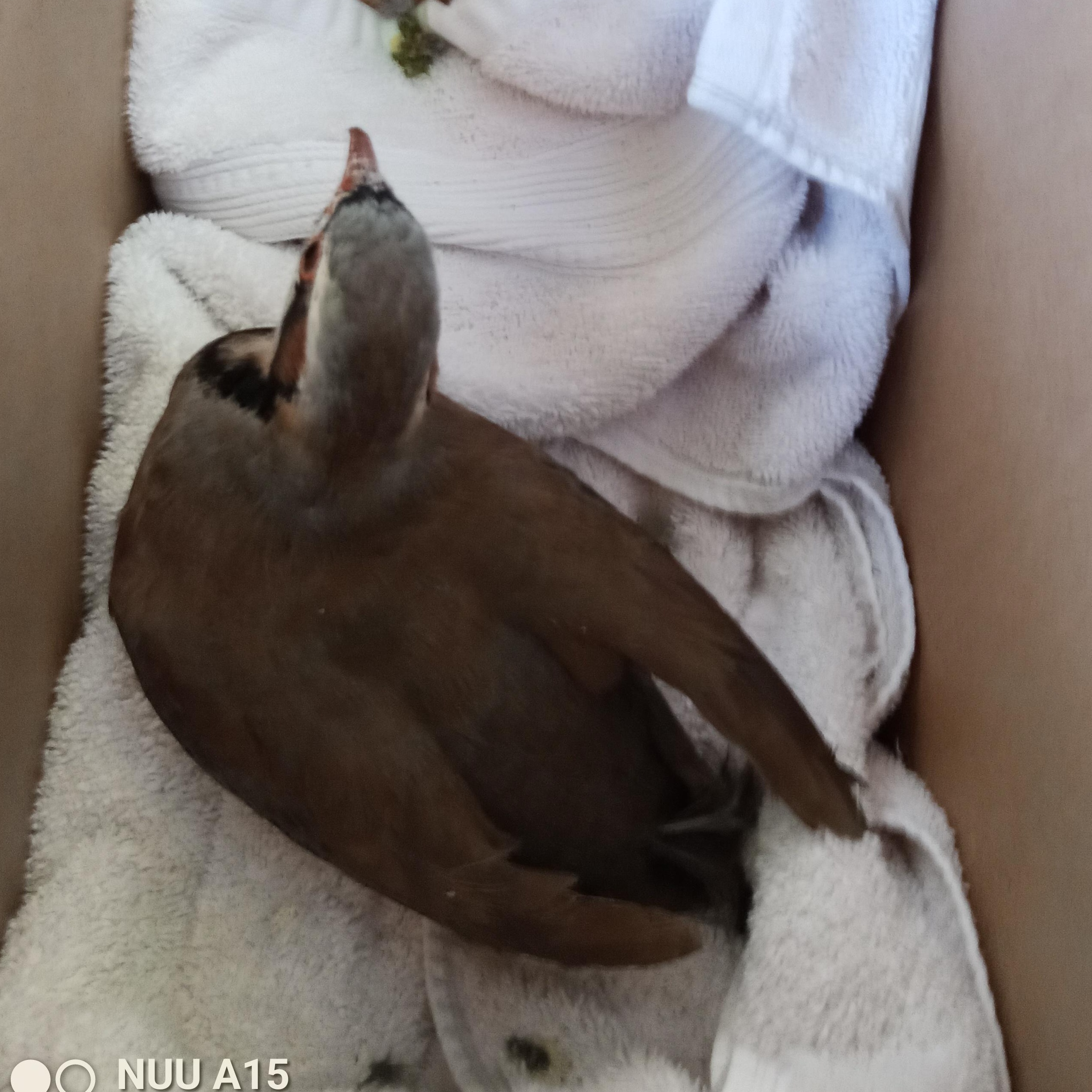 Enlarge Chucky, an adopted Pheasant in Modesto, CA image 2/2