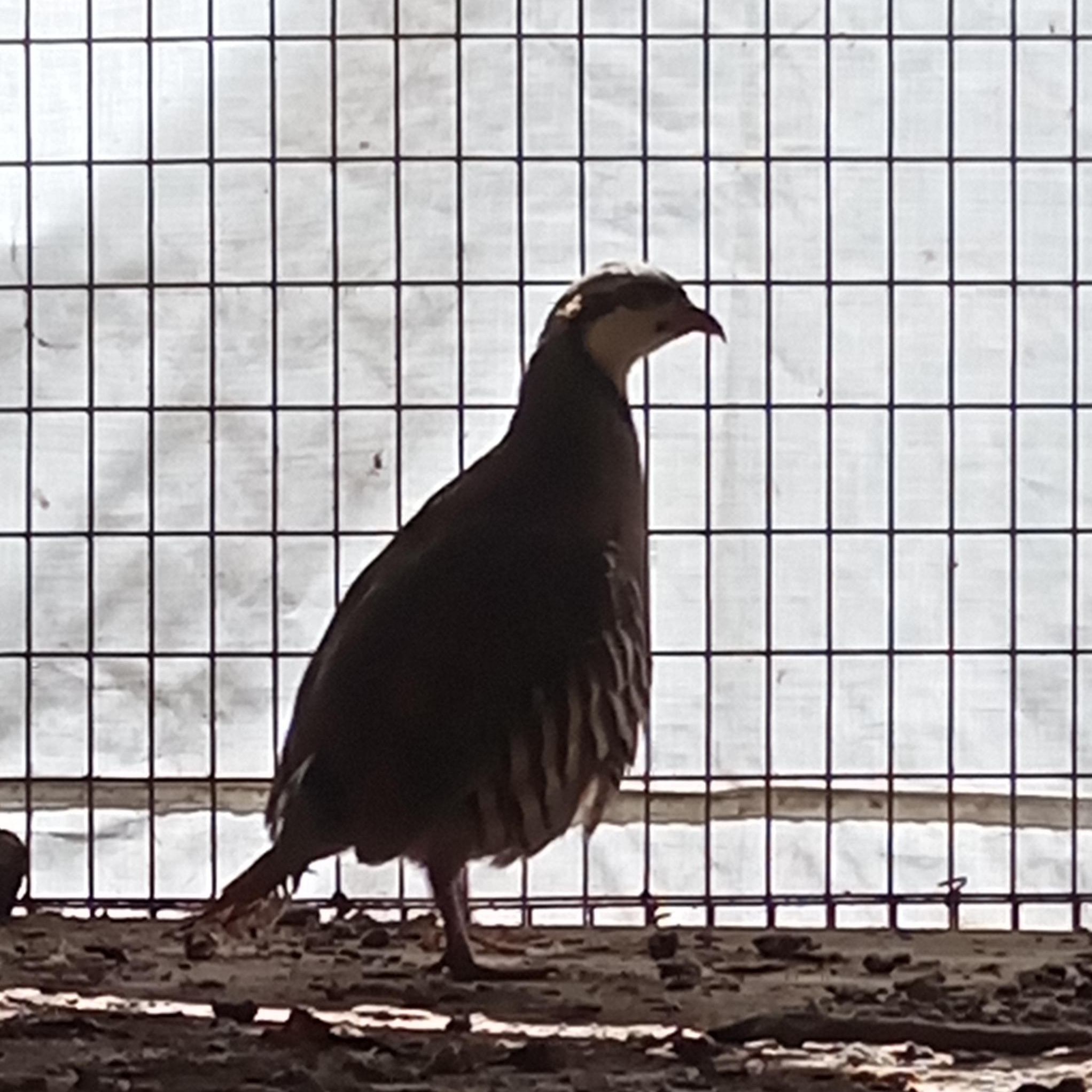 Chucky, adopted, Young Unknown Pheasant.