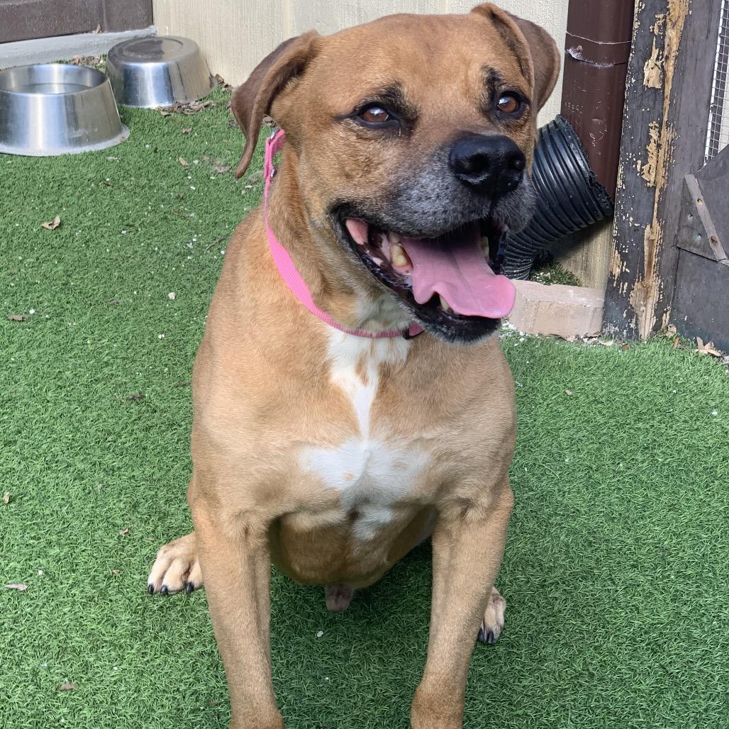 Henry 6210 — thumbnail 2