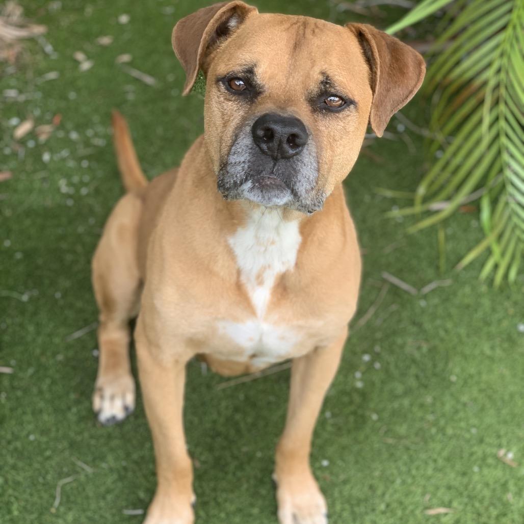 Henry 6210 — thumbnail 3