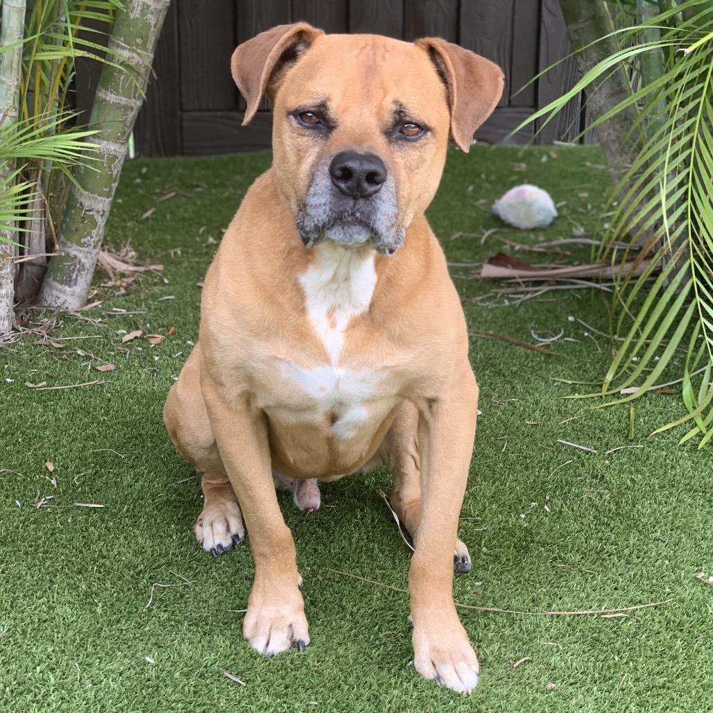 Henry 6210 — thumbnail 4