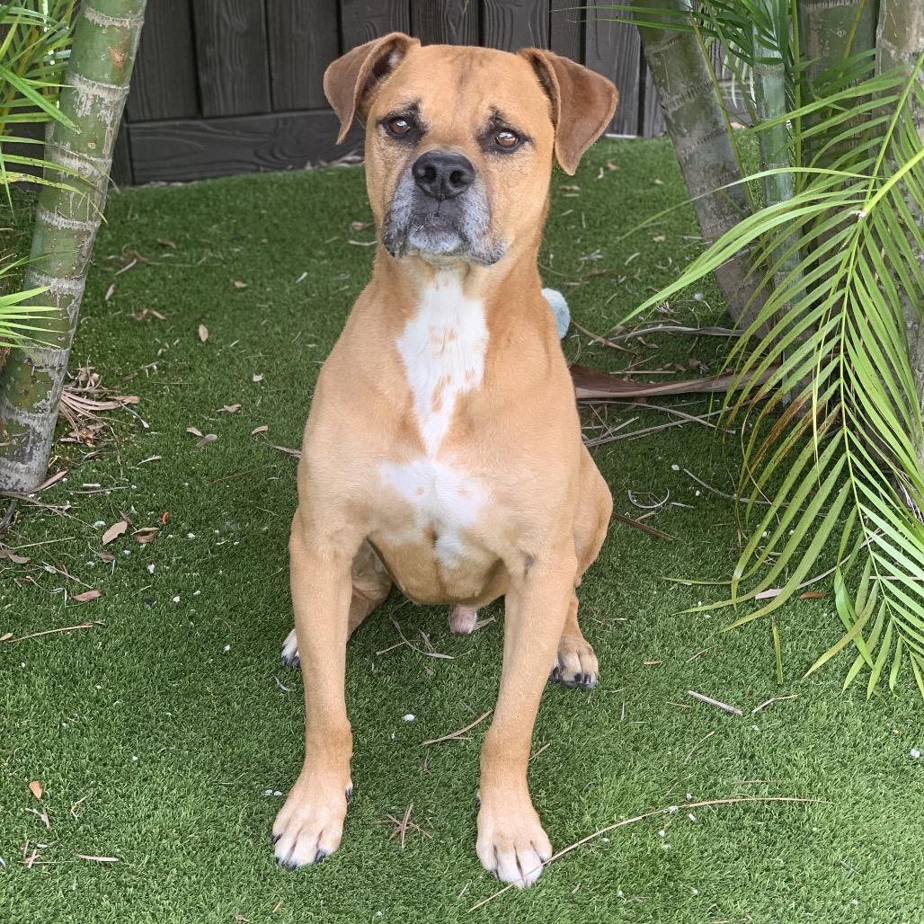 Henry 6210 — thumbnail 5