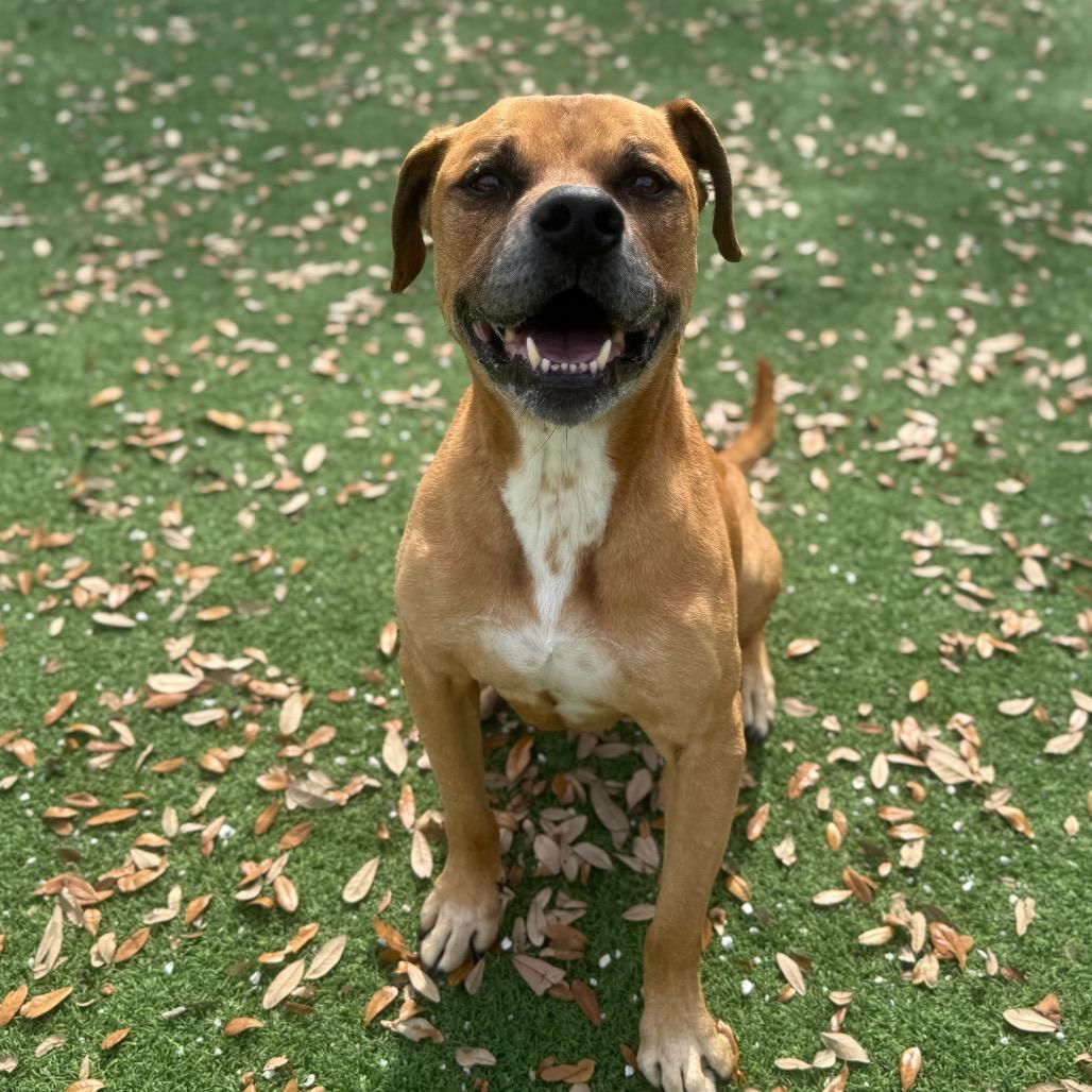 Henry 6210 — thumbnail 6