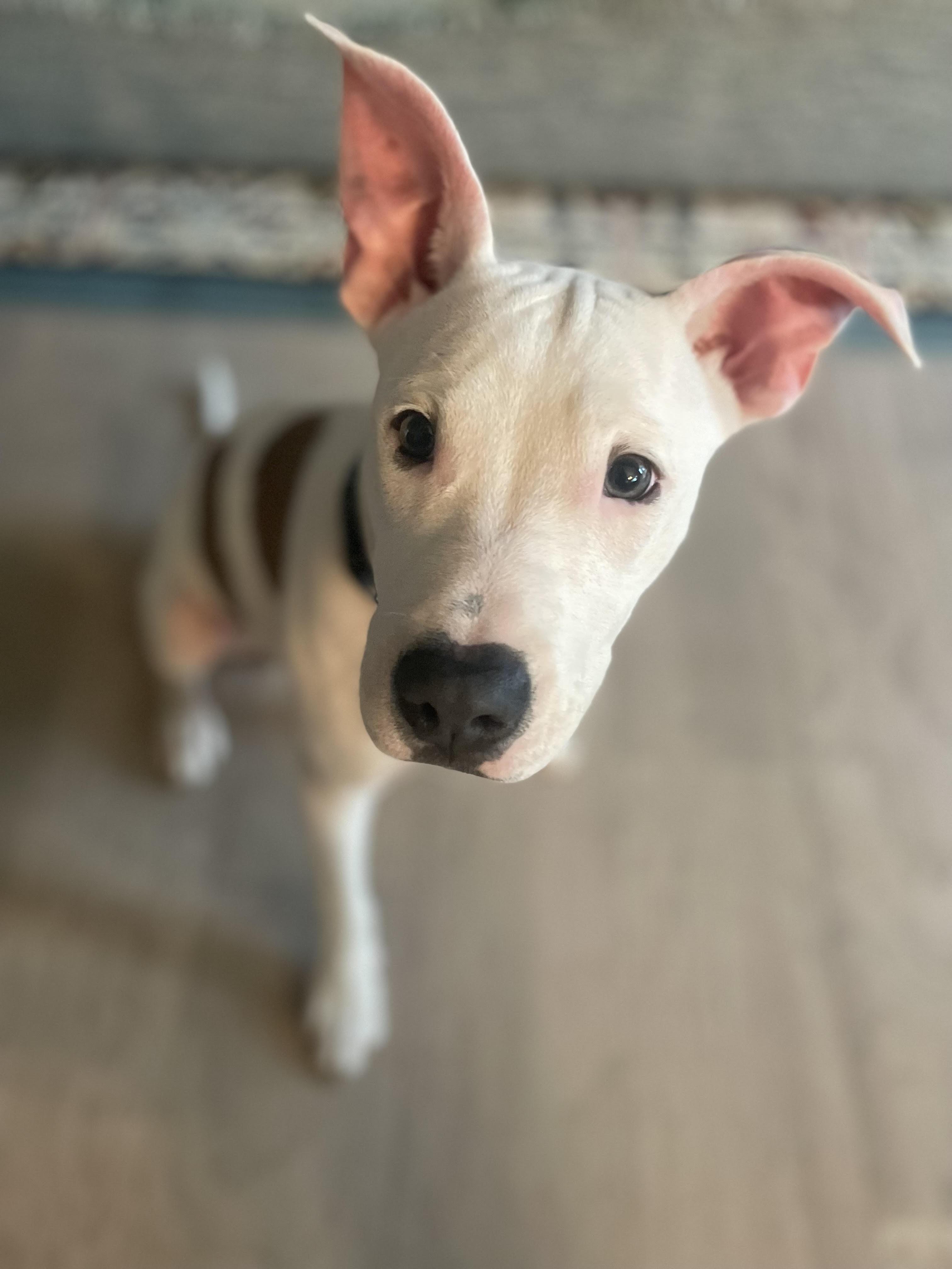 Enlarge Jr, a Adoptable mixed breed in Charlotte, NC image 1/1